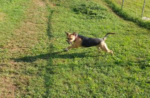 pensione per cani e pensione per gatti