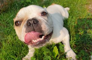 pensione per cani e pensione per gatti
