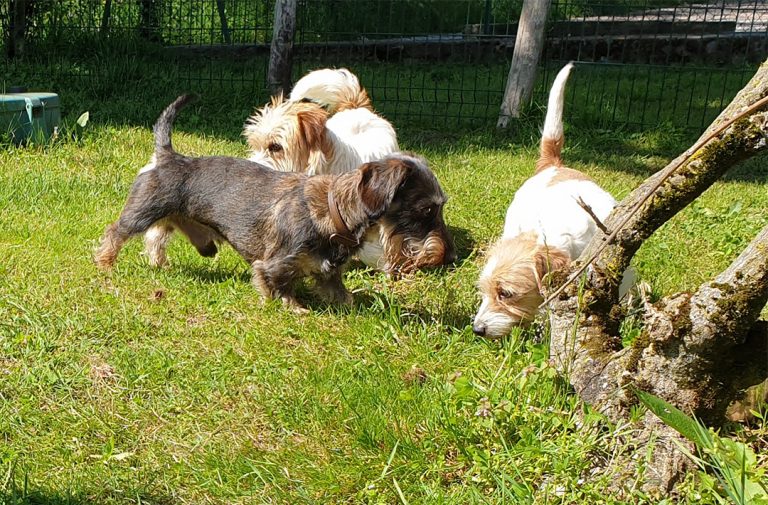 pensione per cani e gatti