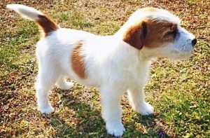 Cuccioli7