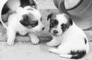 Foto Gallery I Nostri cuccioli 3