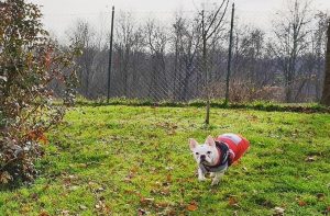 pensione per cani e pensione per gatti