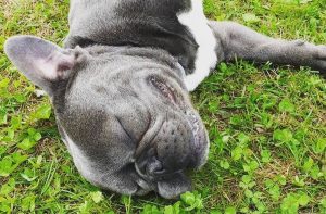 pensione per cani e pensione per gatti