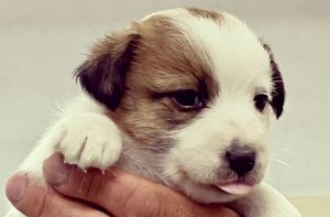 Foto centrale i Nostri Cuccioli piccola