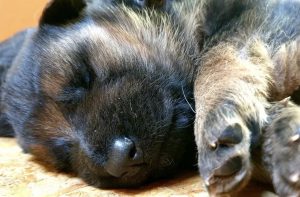Gallery I Nostri Cuccioli 2