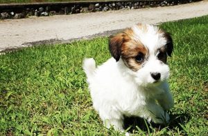 cuccioli jack russell broken pelo ruvido Lombardia Como Milano Bergamo