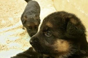 Gallery I Nostri Cuccioli 5