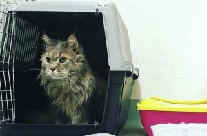 pensione per cani e pensione per gatti