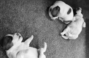 Gallery i Nostri Cuccioli 3