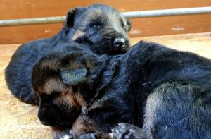 Gallery i Nostri Cuccioli 4