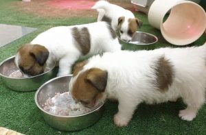 Cuccioli di Jack Russell broken mangiano la pappa