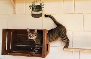 pensione per cani e pensione per gatti