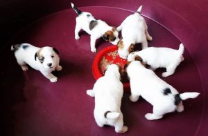 Puppies Edited #2