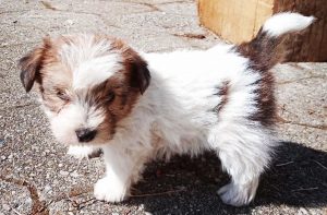 Puppies Edited #3