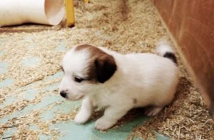 Puppies Edited #4