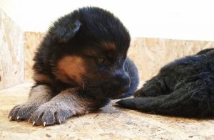 Puppies Edited #5