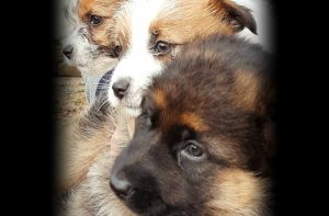 Puppies Edited #50