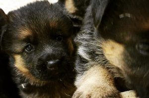 Puppies Edited #6