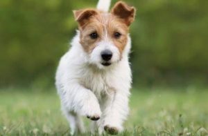 Puppies Edited #66