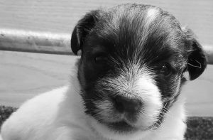 Cucciolo di Jack Russell broken
