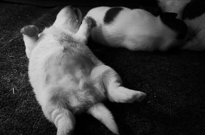 Cuccioli di Jack Russell broken
