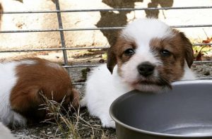 Cuccioli di Jack Russell broken