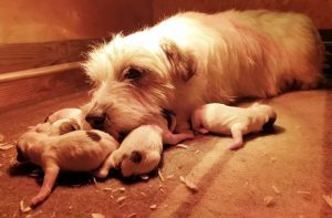 Cuccioli di Jack Russell broken