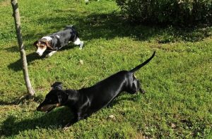 pensione per cani e pensione per gatti
