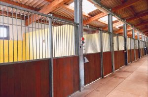 pensione per cani e pensione per gatti