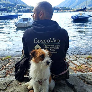 allevamento jack russell Lombardia Como Milano Bergamo Brescia