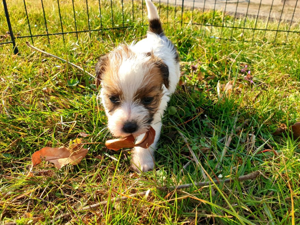 cuccioli jack russell broken pelo ruvido allevamento