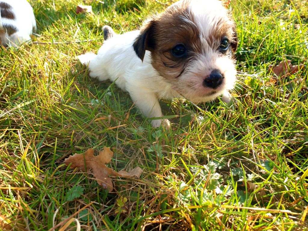 cuccioli jack russell broken pelo ruvido allevamento lombardia