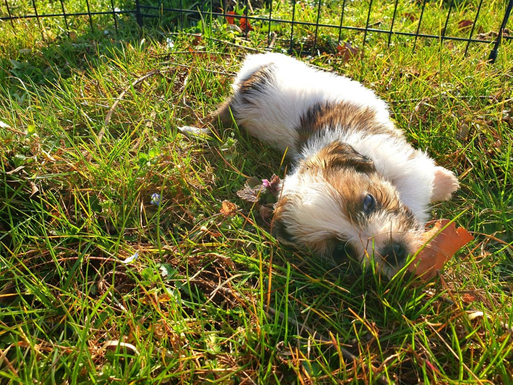 cuccioli jack russell broken pelo ruvido como