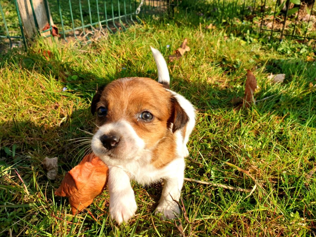 cuccioli jack russell broken pelo ruvido lombardia