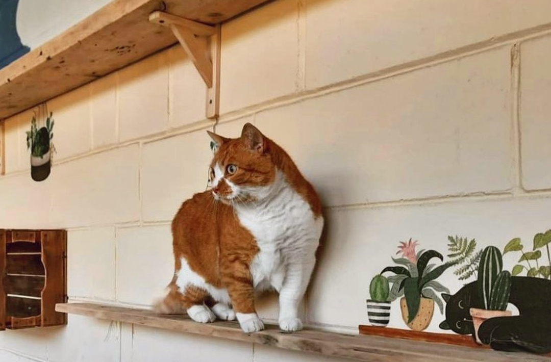 Asilo gatto (tariffa giornaliera)